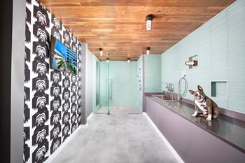 a dog sitting on a counter in a bathroom